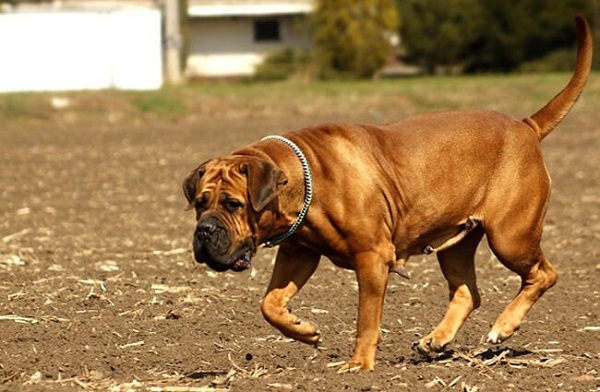 boerboel-exercise