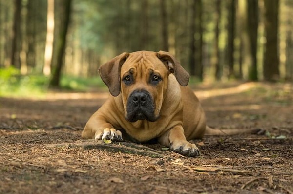 Quality-boerboel