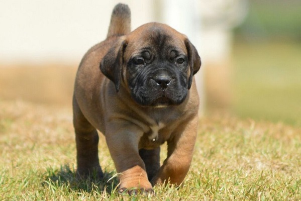 boerboel-puppy