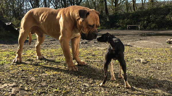 boerboel-size