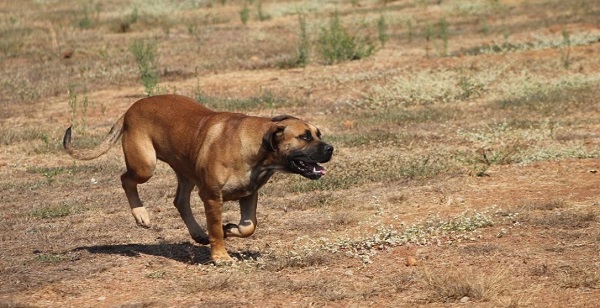 boerboel-running